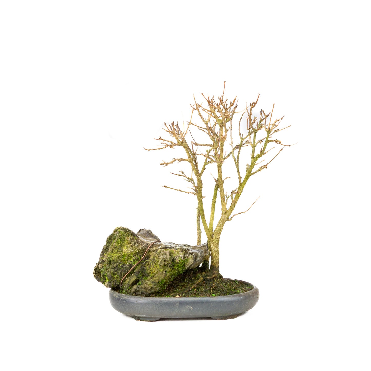 Acer buergerianum avec pot rond brun pierre 20 cm, hauteur ~31 cm
