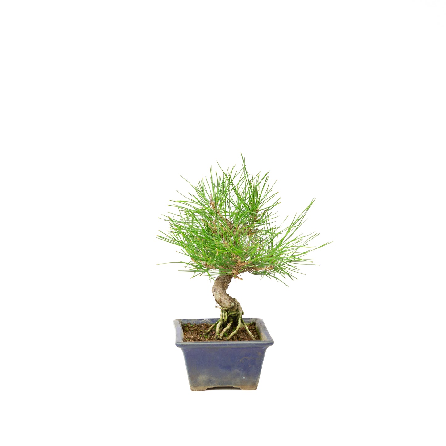 Pinus thunbergii pot bleu 14 m, hauteur ~25 cm