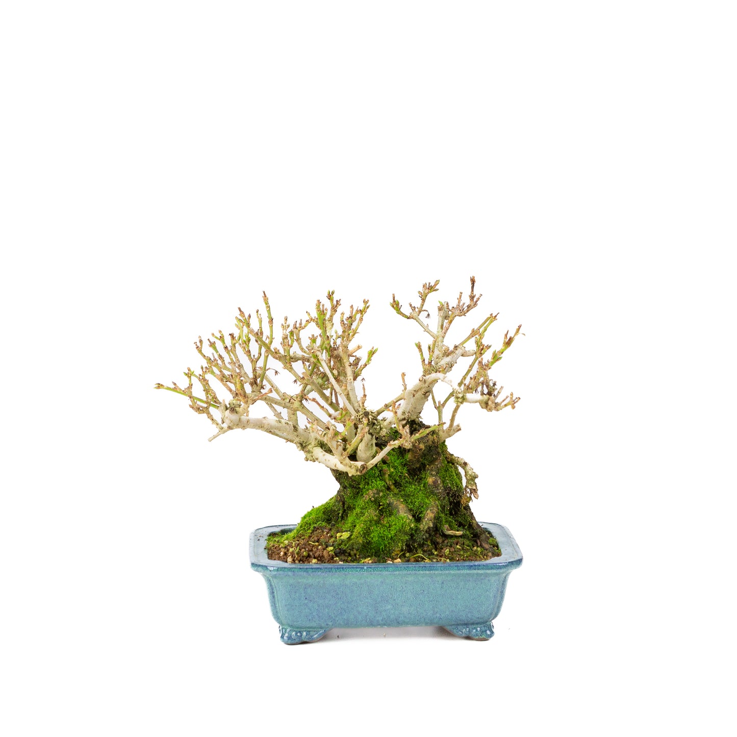 Forsythia pot bleu 18 cm, hauteur ~23 cm