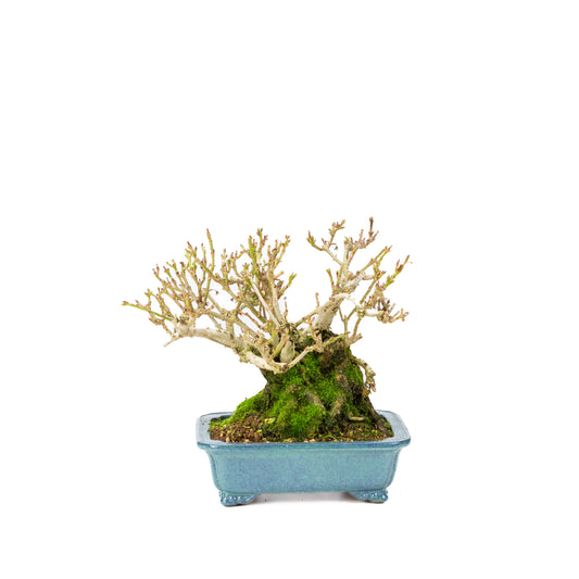Forsythia pot bleu 18 cm, hauteur ~23 cm
