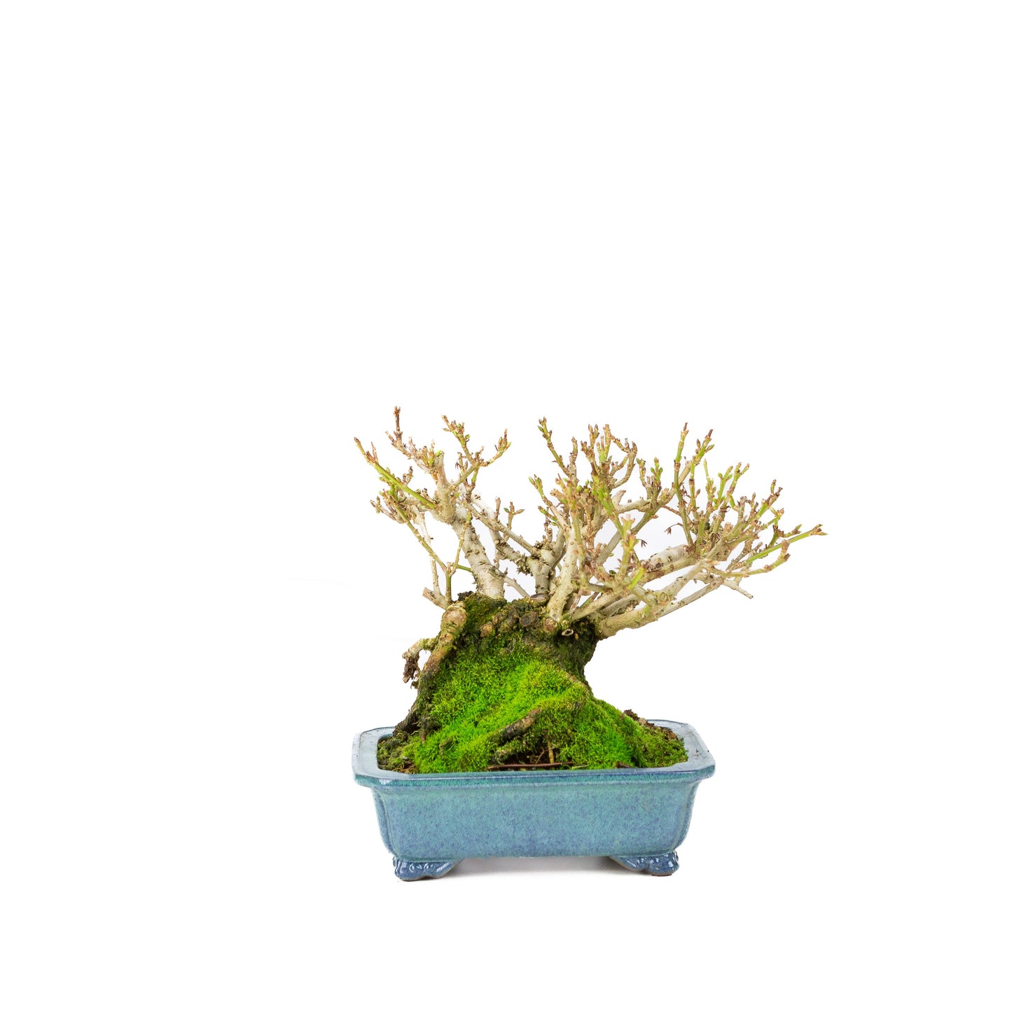 Forsythia pot bleu 18 cm, hauteur ~23 cm