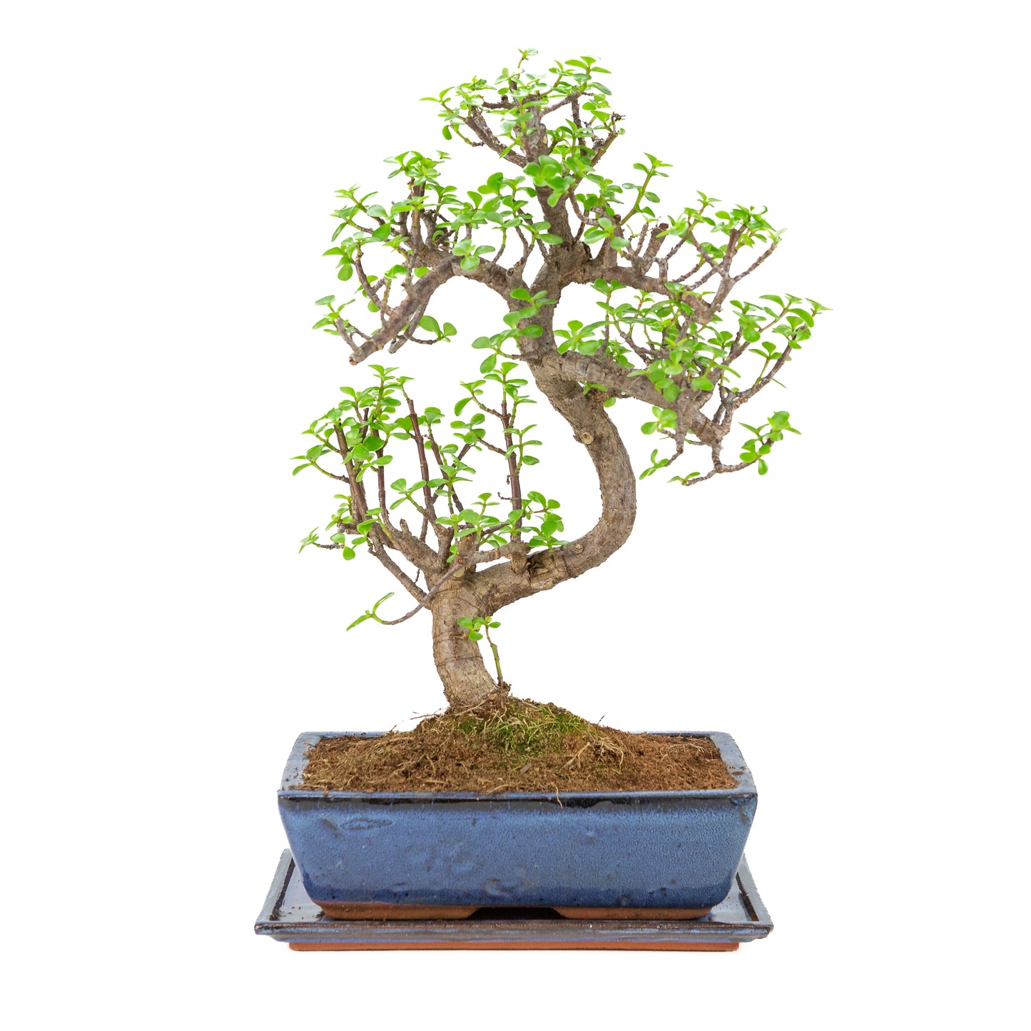 Portulacaria afra (Spekboom) Bonsai in blauwe pot 28cm, hoogte ~51cm