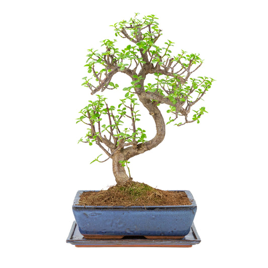 Portulacaria afra (Spekboom) Bonsaï en pot bleu de 28cm, hauteur ~51cm