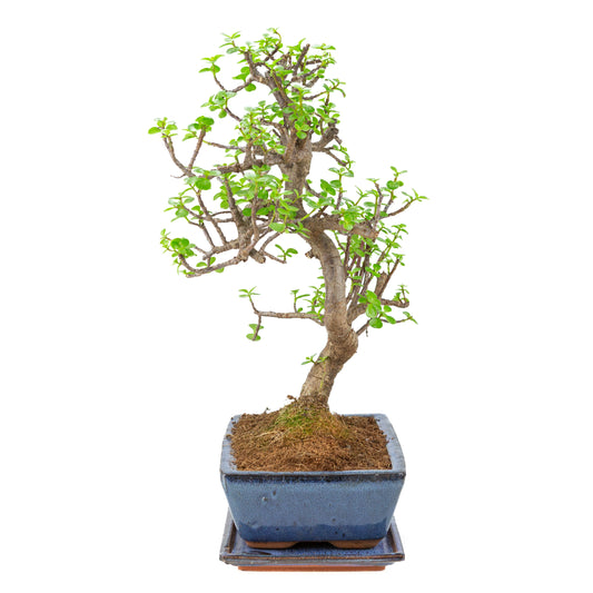 Portulacaria afra (Spekboom) Bonsaï en pot bleu de 28cm, hauteur ~51cm