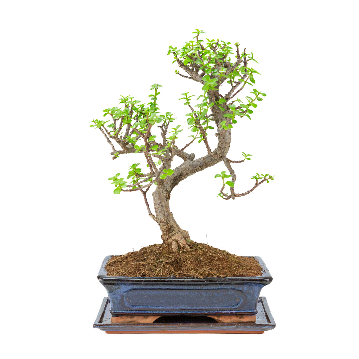Portulacaria afra (Spekboom) Bonsai in blauwe pot 29cm, hoogte ~51cm