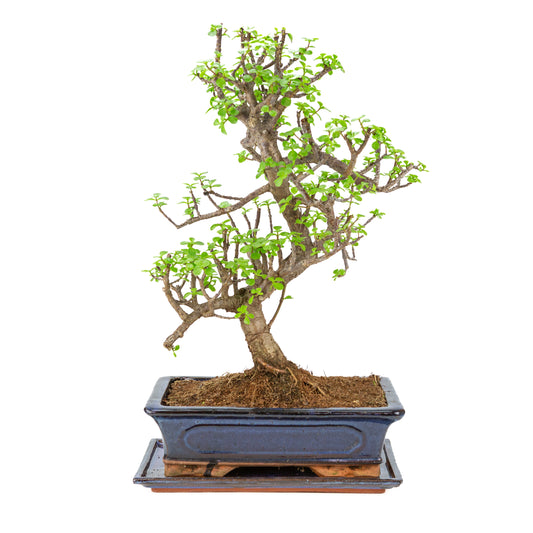 Portulacaria afra (Spekboom) Bonsaï en pot bleu 29cm, hauteur ~53cm