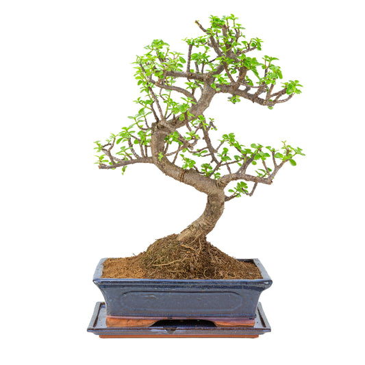 Portulacaria afra (Arbre de jade) Bonsaï en pot bleu 29cm, hauteur ~54cm
