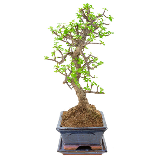 Portulacaria afra (Arbre de jade) Bonsaï en pot bleu 29cm, hauteur ~54cm