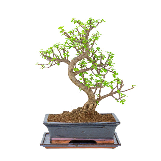 Portulacaria afra (Spekboom) Bonsaï en pot bleu 29cm, hauteur ~49cm