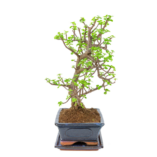 Portulacaria afra (Spekboom) Bonsaï en pot bleu 29cm, hauteur ~49cm