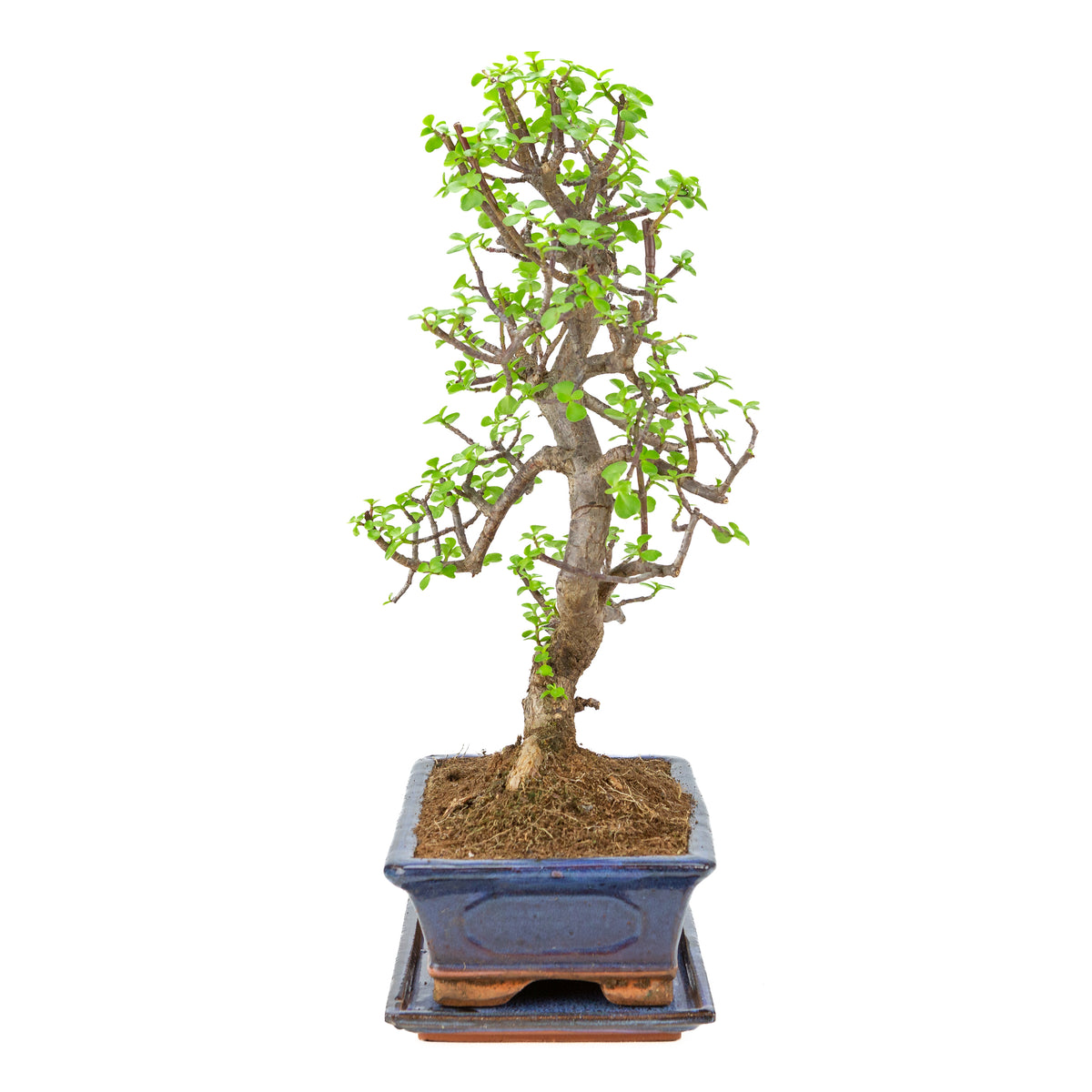 Portulacaria afra (Spekboom) Bonsai in blauwe pot 29cm, hoogte ~54cm
