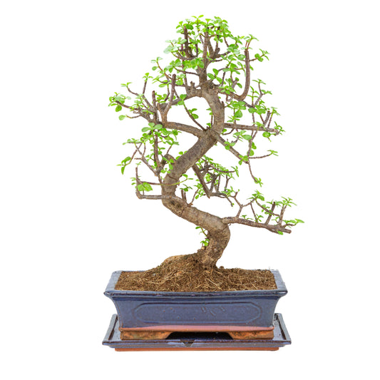 Portulacaria afra (Spekboom) Bonsaï en pot bleu 29cm, hauteur ~54cm