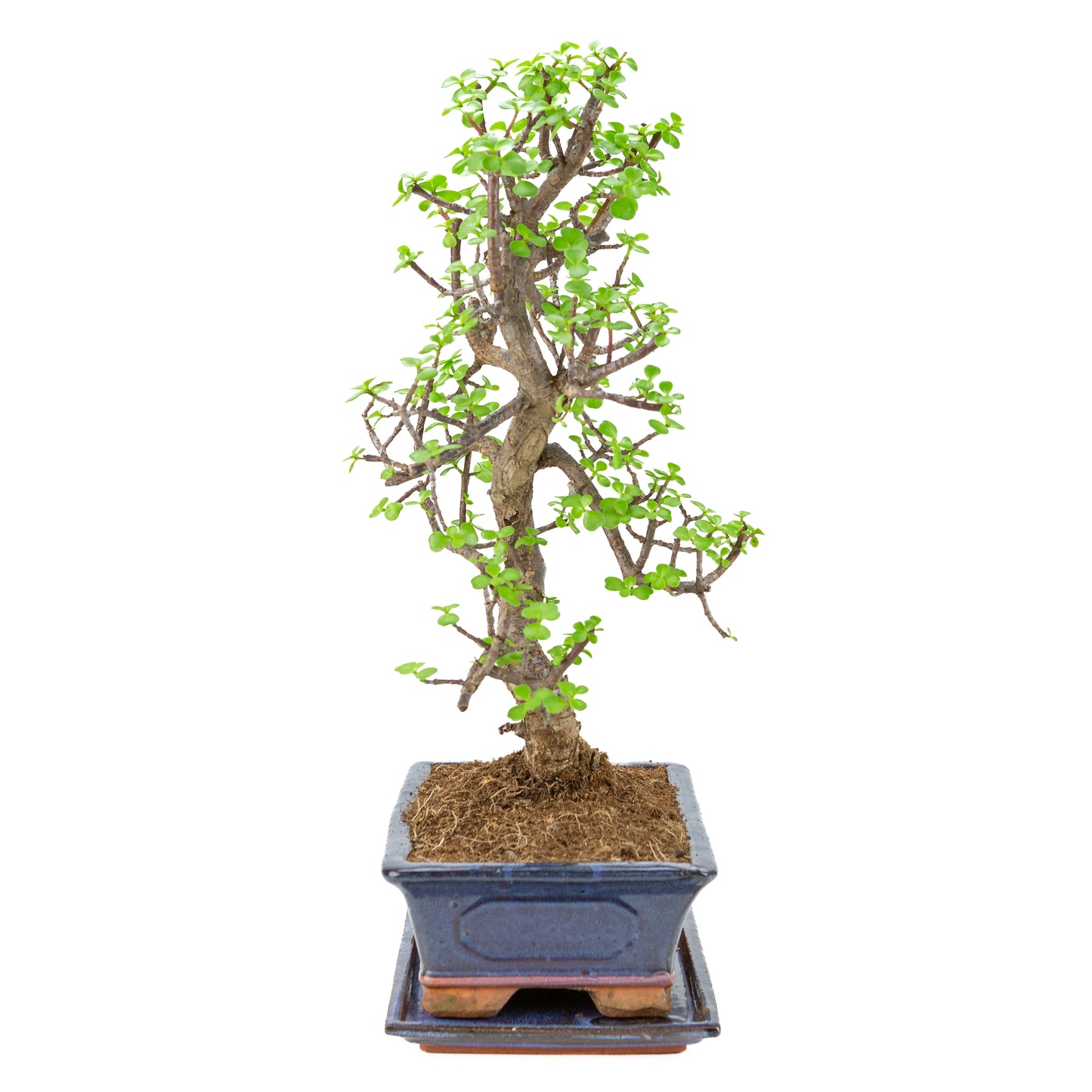 Portulacaria afra (Spekboom) Bonsai in blauwe pot 29cm, hoogte ~54cm