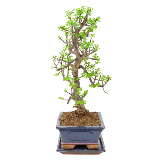 Portulacaria afra (Spekboom) Bonsaï en pot bleu 29cm, hauteur ~54cm