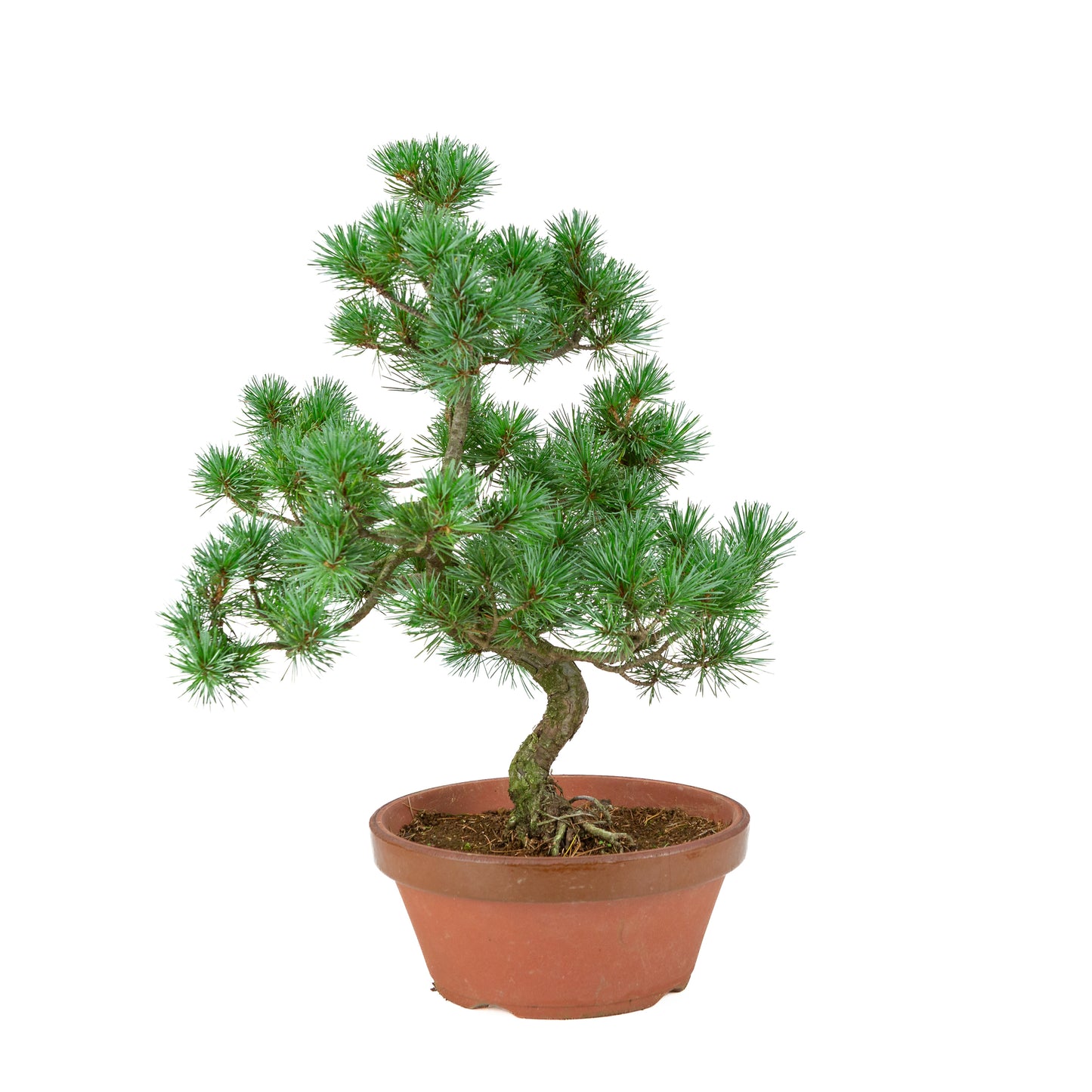 Pinus parviflora (witte den) terracotta pot 22 cm, hoogte ~48 cm