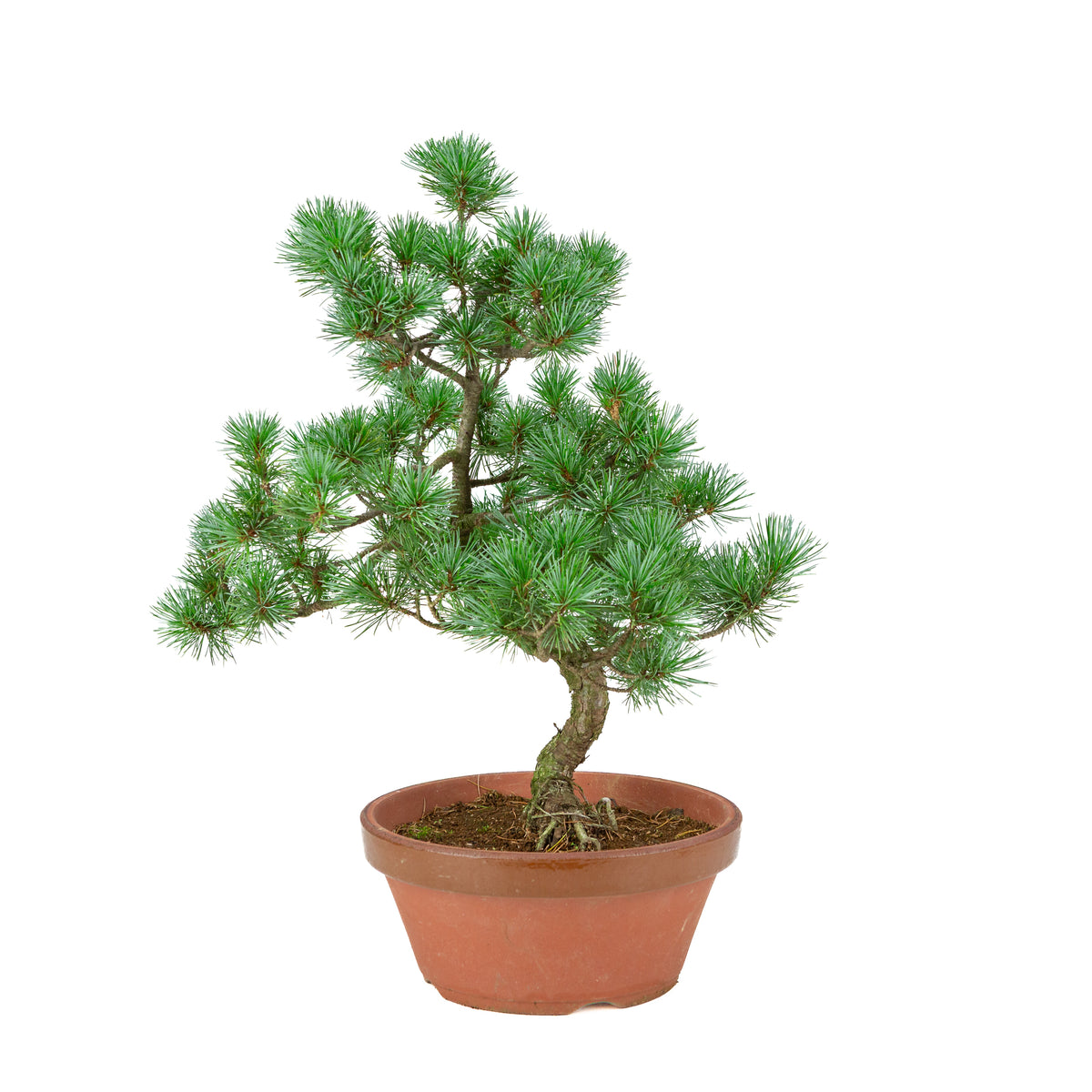 Pinus parviflora (witte den) terracotta pot 22 cm, hoogte ~48 cm