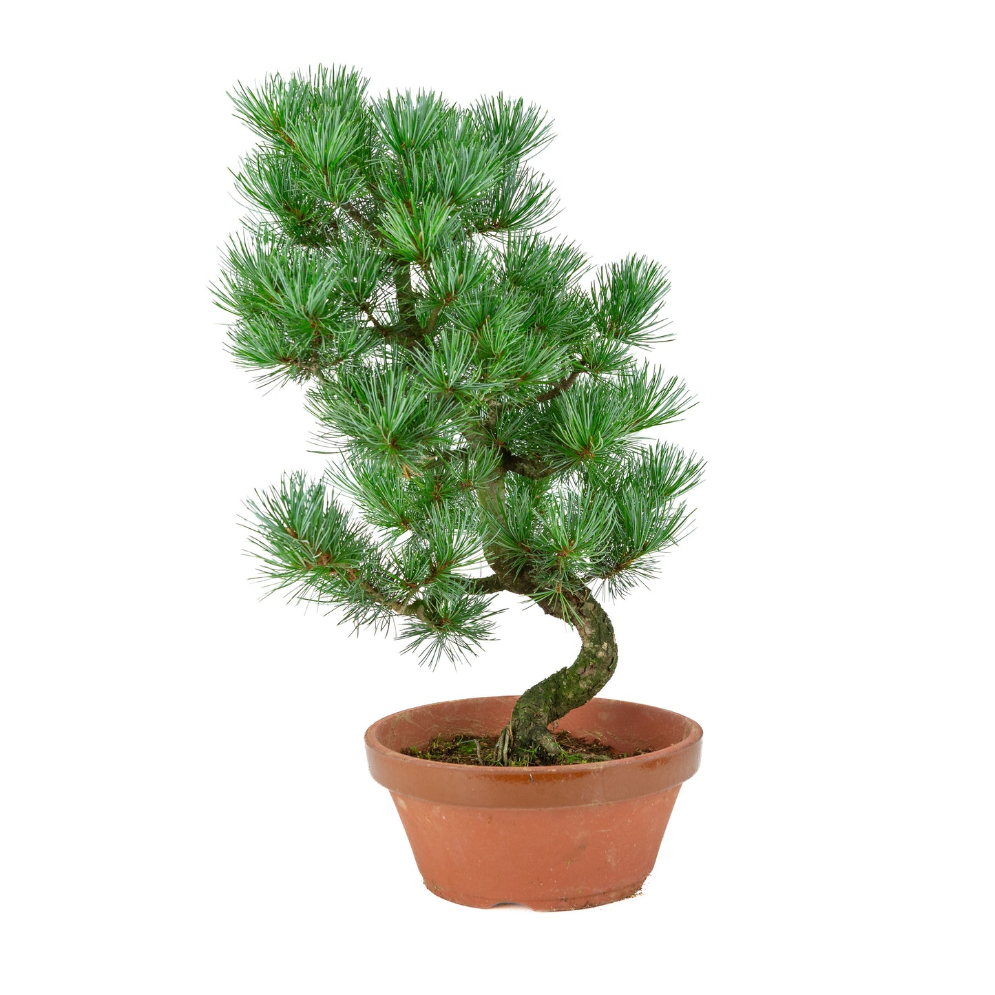 Pinus parviflora (witte den) terracotta pot 22 cm, hoogte ~51 cm