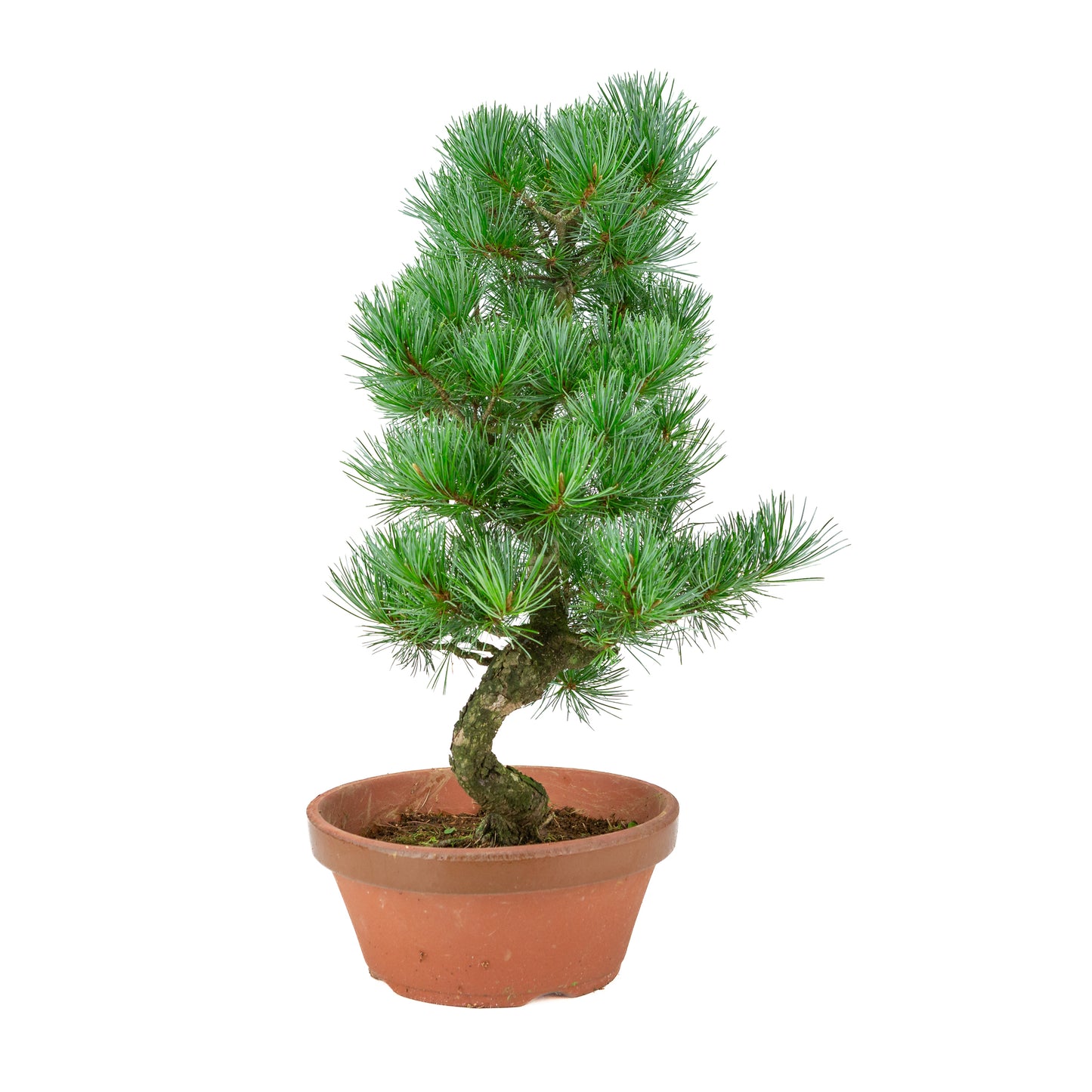 Pinus parviflora (witte den) terracotta pot 22 cm, hoogte ~51 cm