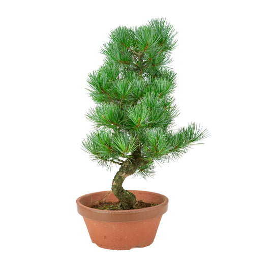 Pinus parviflora (pin blanc) pot terre cuite 22 cm, hauteur ~51 cm