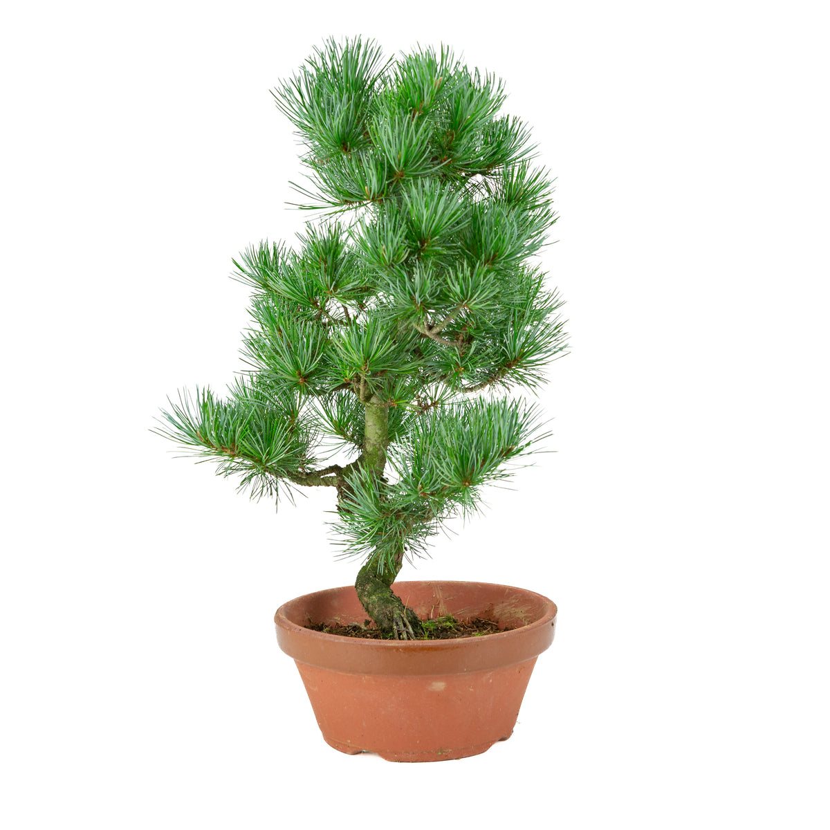 Pinus parviflora (witte den) terracotta pot 22 cm, hoogte ~51 cm