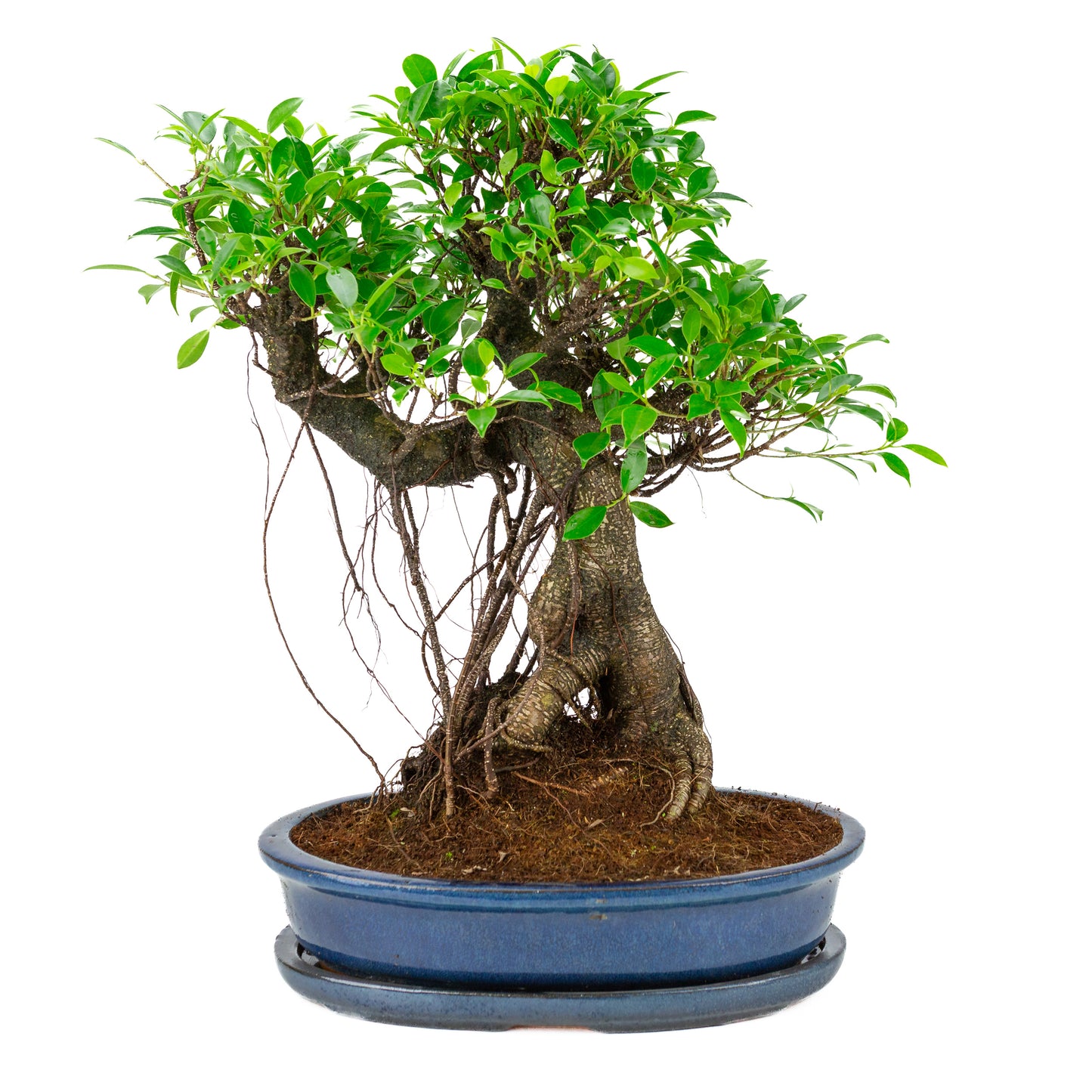 Ficus retusa Bonsai in blauwe ovale pot, hoogte ~53cm