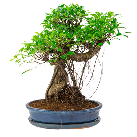 Ficus retusa Bonsaï en pot ovale bleue, hauteur ~53cm