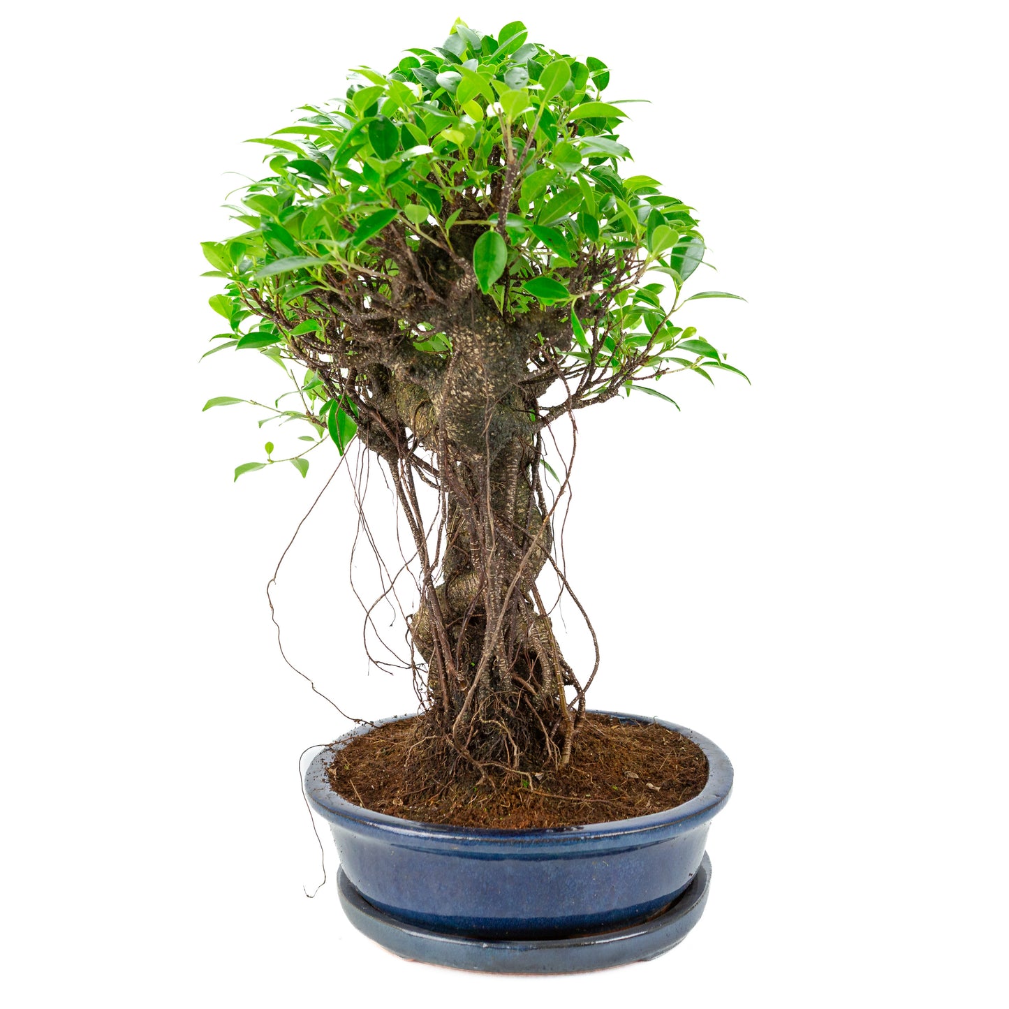 Ficus retusa Bonsai in blauwe ovale pot, hoogte ~53cm
