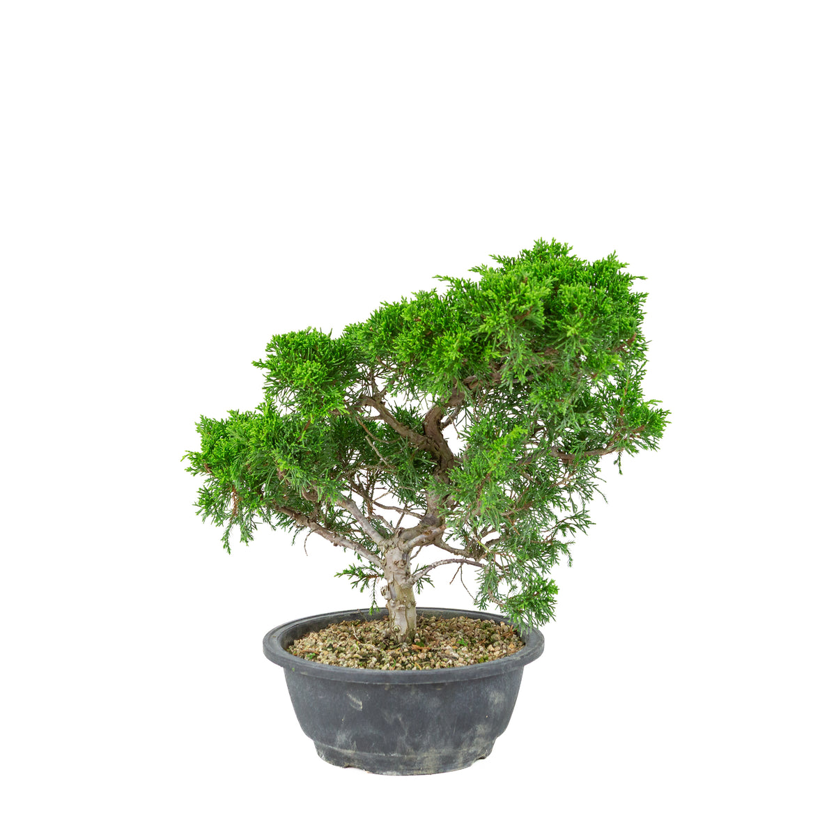 Juniperus chinensis(Jeneverbes) plastic pot 19cm, hoogte ~36cm
