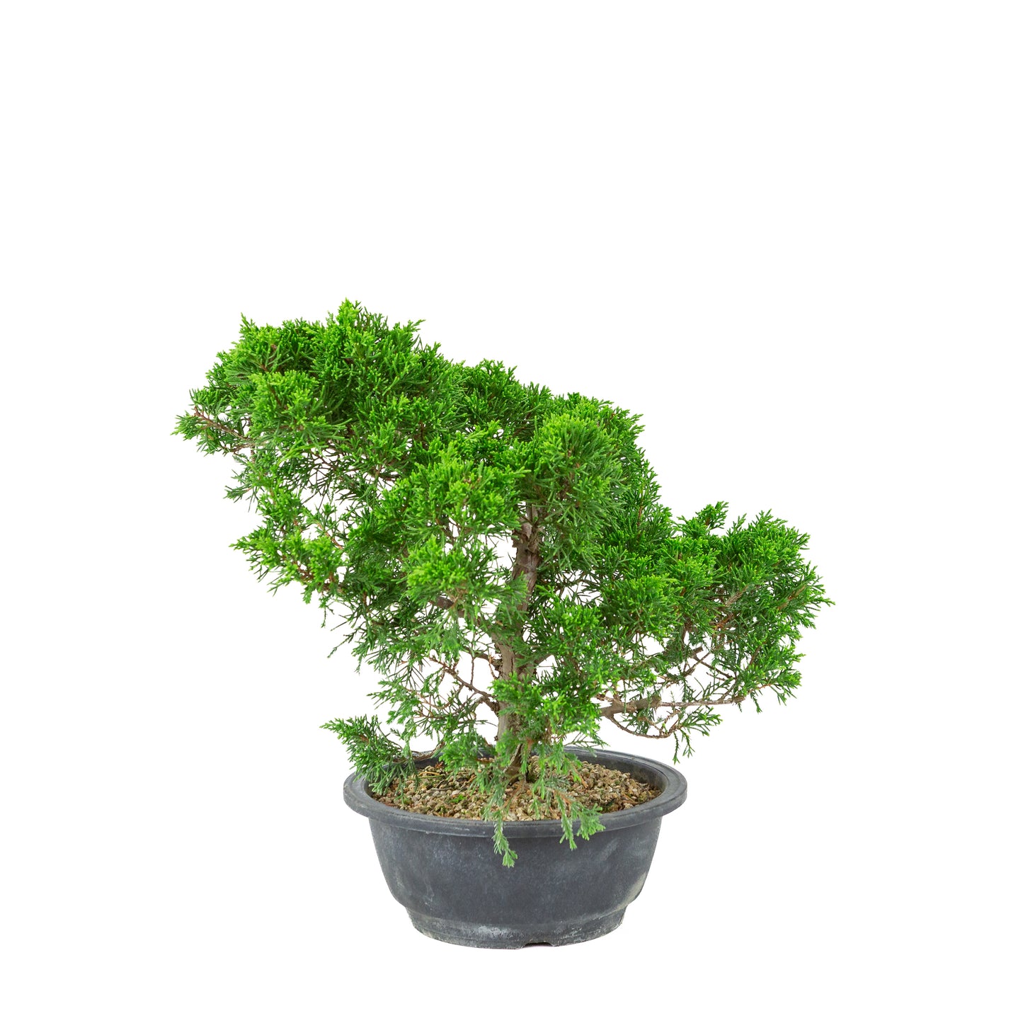 Juniperus chinensis(Jeneverbes) plastic pot 19cm, hoogte ~36cm