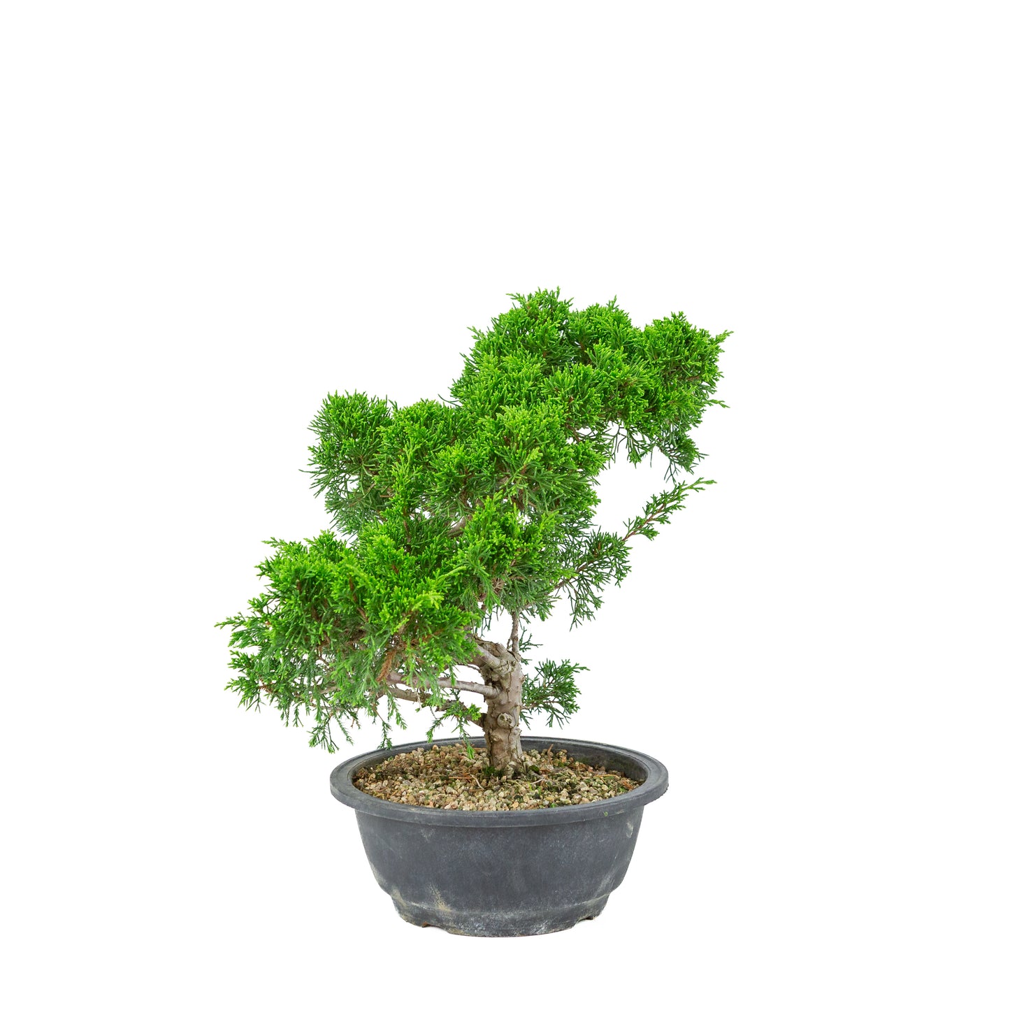 Juniperus chinensis(Jeneverbes) plastic pot 19cm, hoogte ~36cm