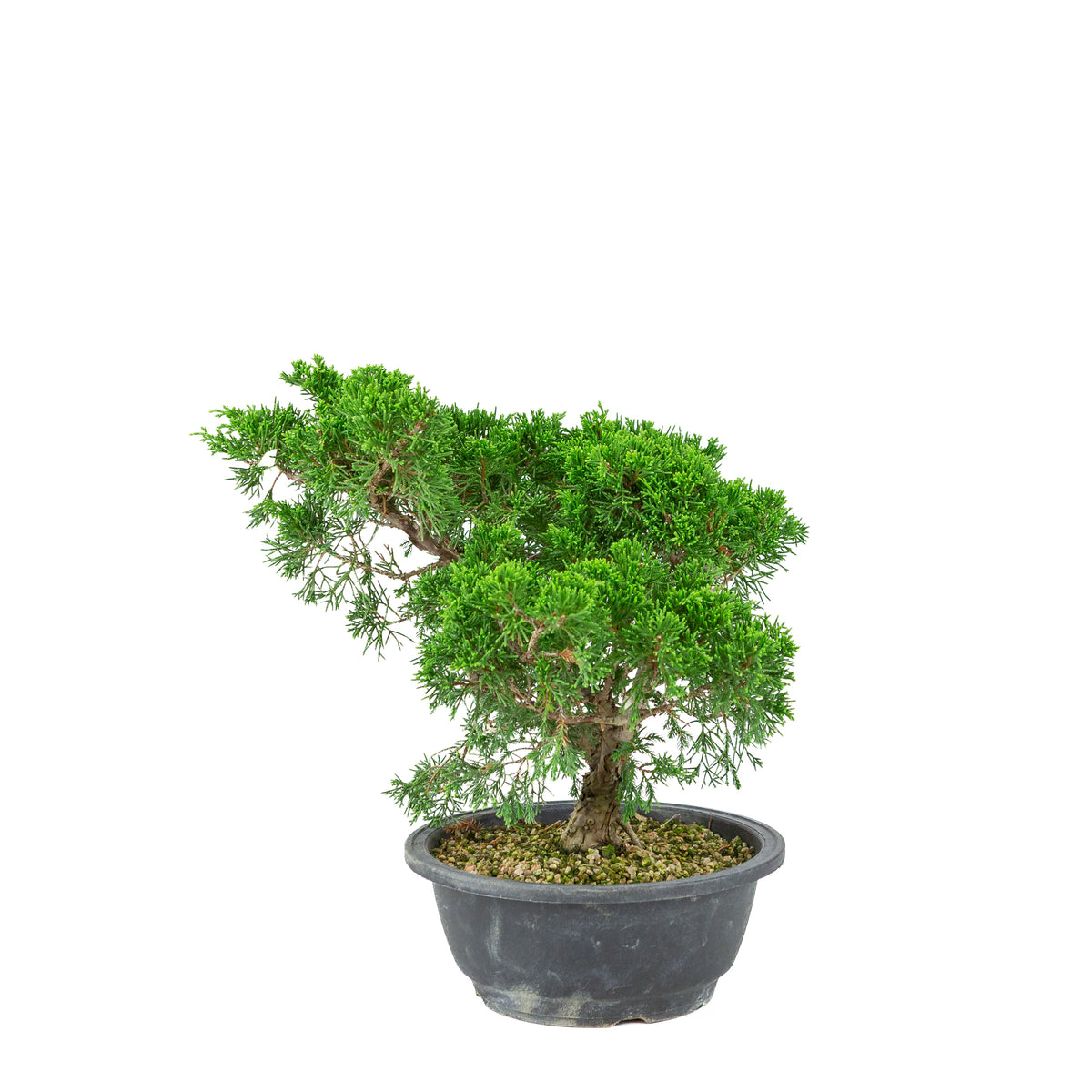 Juniperus chinensis (Jeneverbes) plastic pot 19cm, hoogte ~33cm