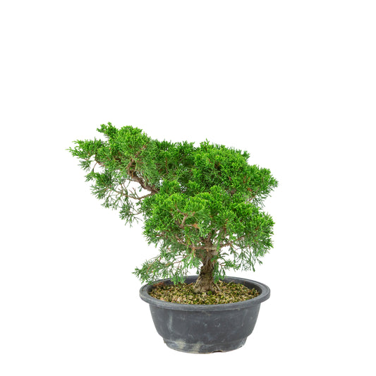Juniperus chinensis (Genévrier de Chine) pot plastique 19cm, hauteur ~33cm