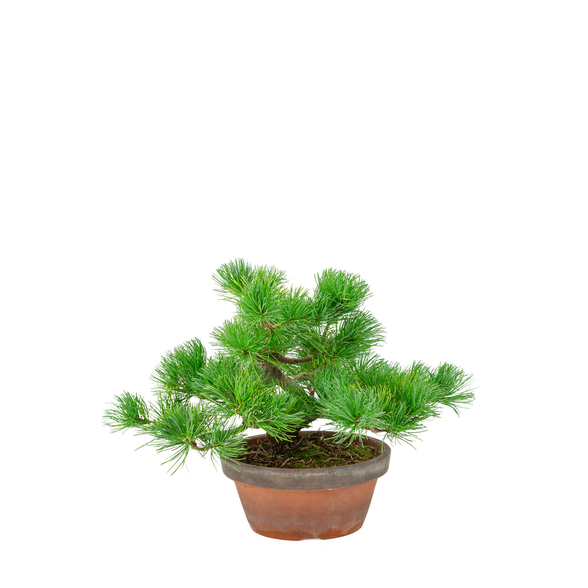 Pinus parviflora (witte den) terracotta pot 19 cm, hoogte ~28 cm
