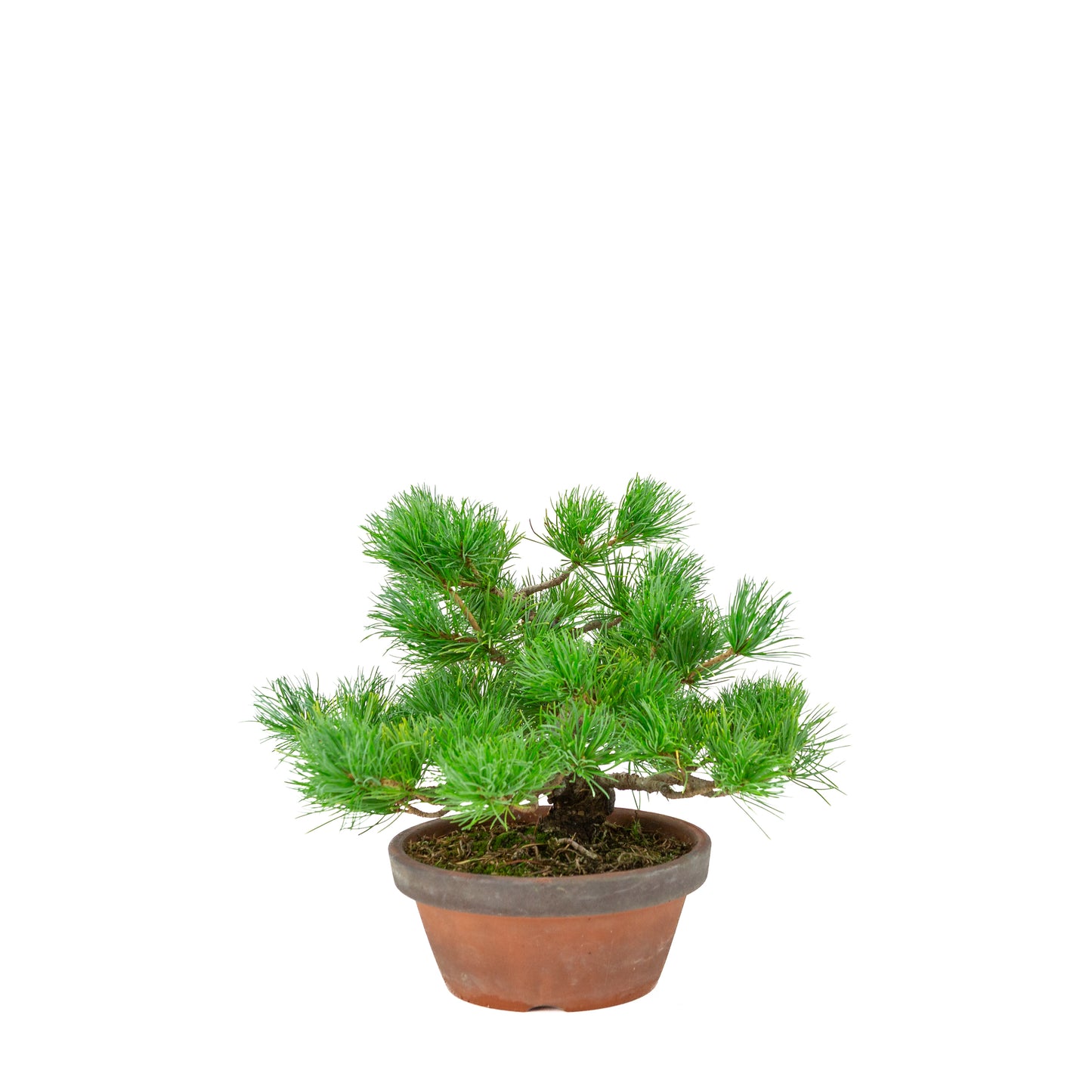Pinus parviflora (witte den) terracotta pot 19 cm, hoogte ~28 cm