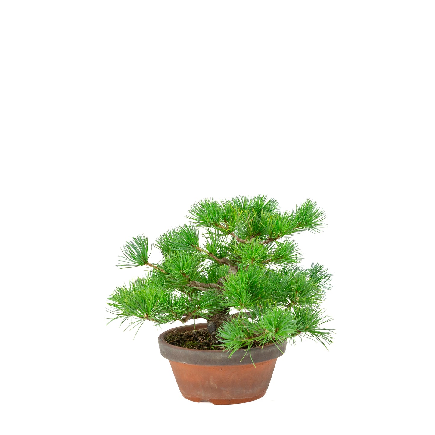 Pinus parviflora (witte den) terracotta pot 19 cm, hoogte ~28 cm
