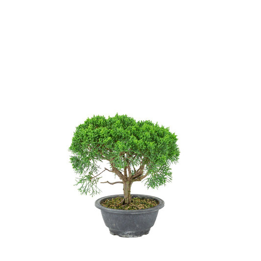 Juniperus chinensis (Genévrier de Chine) pot plastique 16cm, hauteur ~25cm