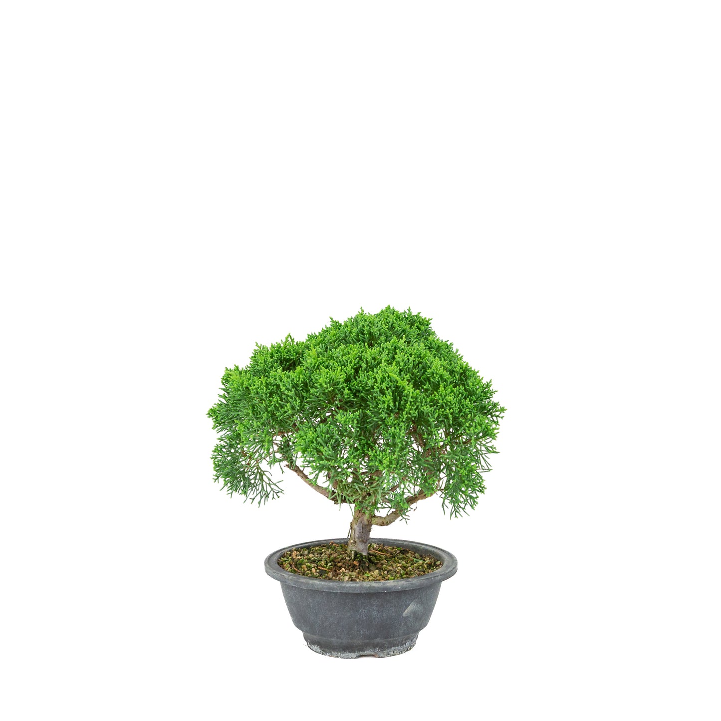 Juniperus chinensis (Jeneverbes) plastic pot 16cm, hoogte ~25cm