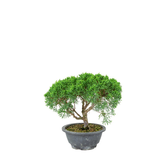 Juniperus chinensis (Genévrier de Chine) pot plastique 16cm, hauteur ~25cm