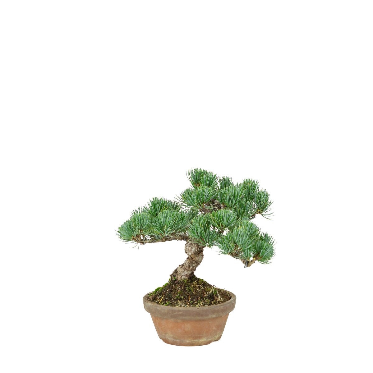 Pinus parviflora (witte den) terracotta pot 15 cm, hoogte ~27 cm