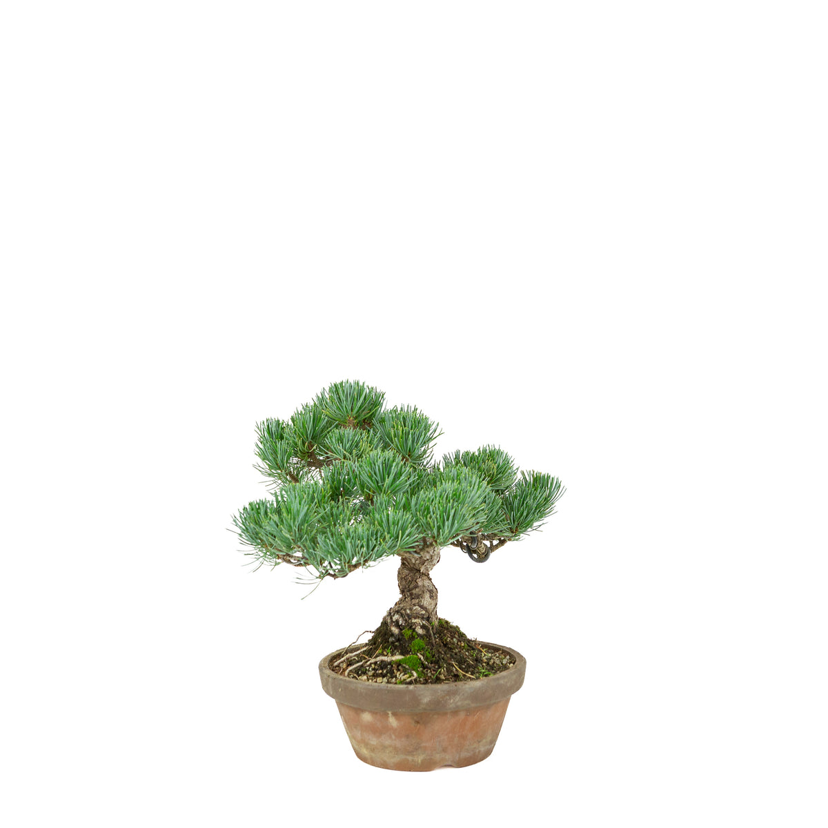 Pinus parviflora (witte den) terracotta pot 15 cm, hoogte ~27 cm