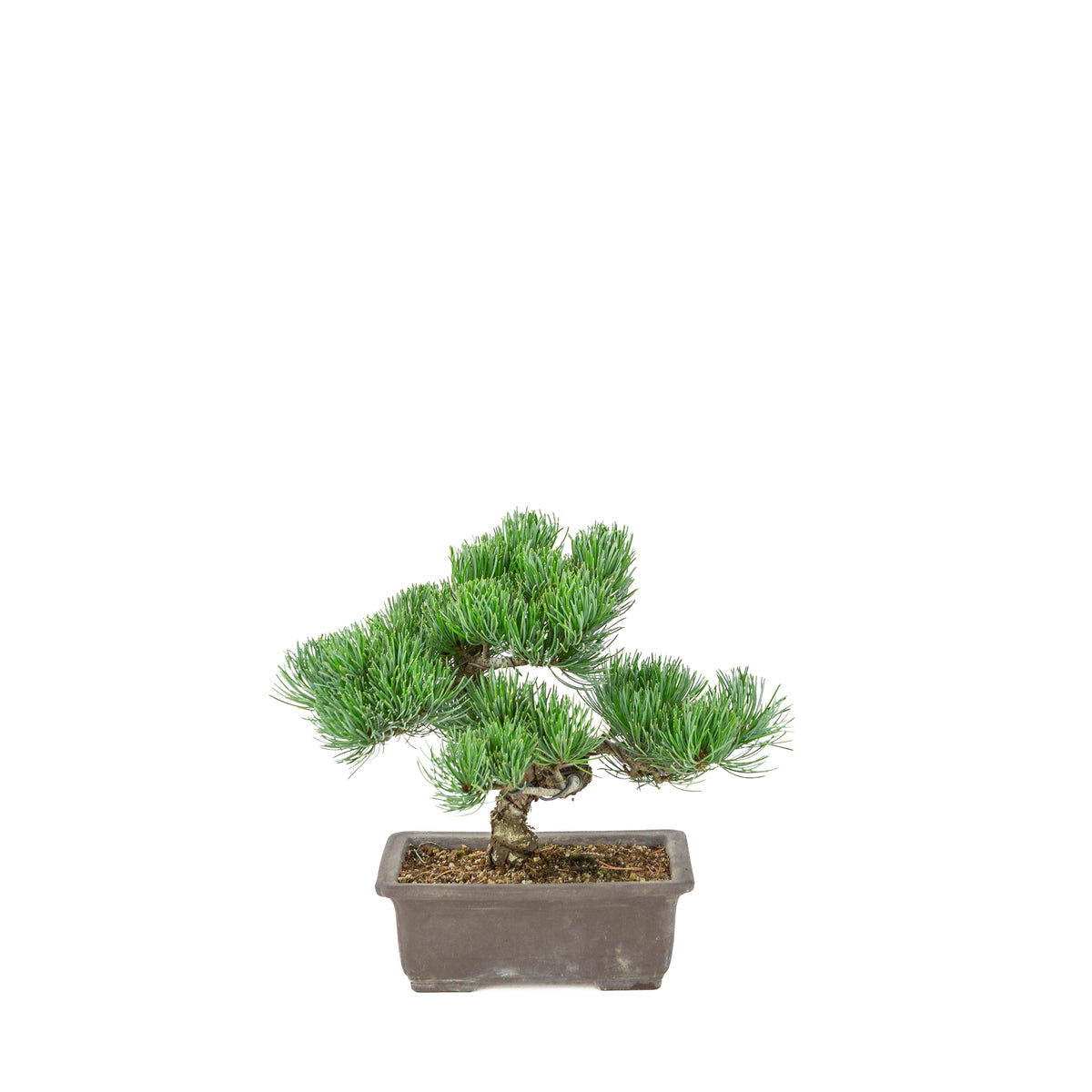 Pinus parviflora (witte den) ongeglazuurde rechthoekige pot, hoogte ~26 cm
