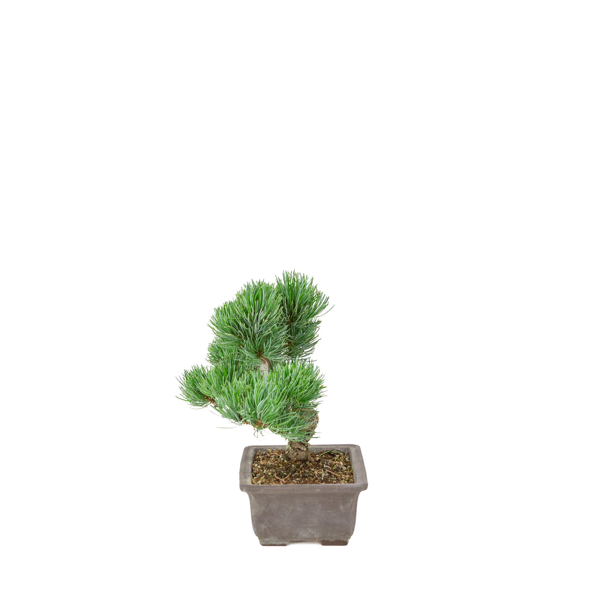 Pinus parviflora (witte den) ongeglazuurde rechthoekige pot, hoogte ~26 cm