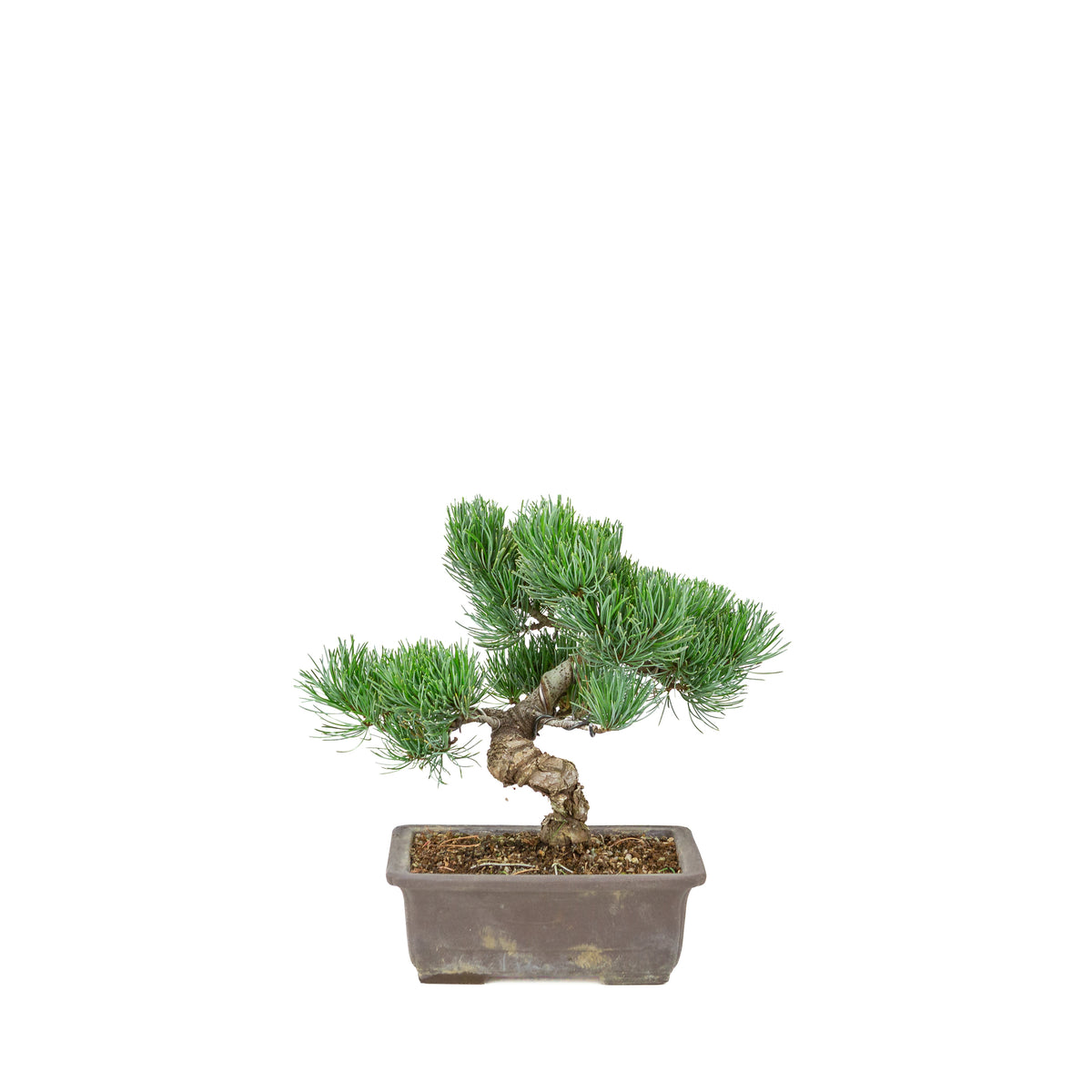 Pinus parviflora (witte den) ongeglazuurde rechthoekige pot, hoogte ~26 cm