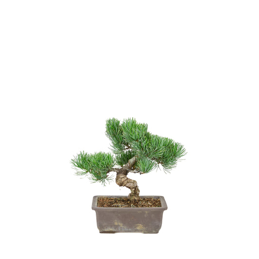 Pinus parviflora (pin blanc) pot rectangulaire non émaillé, hauteur ~26 cm