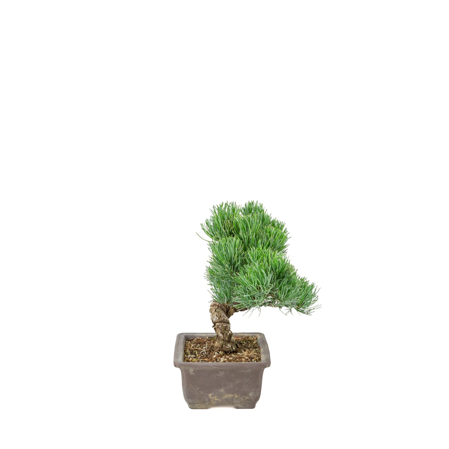 Pinus parviflora (witte den) ongeglazuurde rechthoekige pot, hoogte ~26 cm