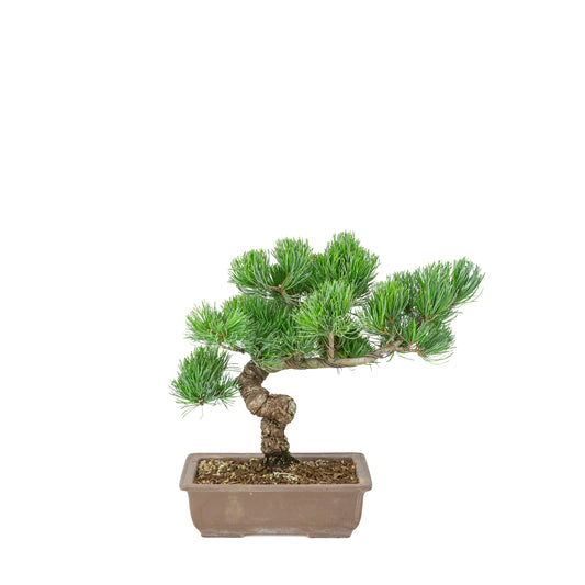 Pinus parviflora (pin blanc) pot rectangulaire non émaillé, hauteur ~29 cm