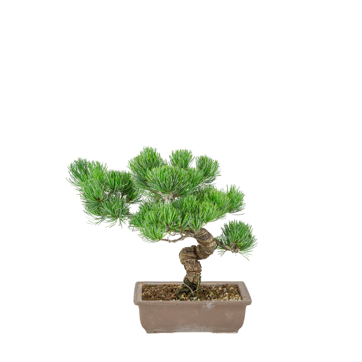 Pinus parviflora (witte den) ongeglazuurde rechthoekige pot, hoogte ~29 cm