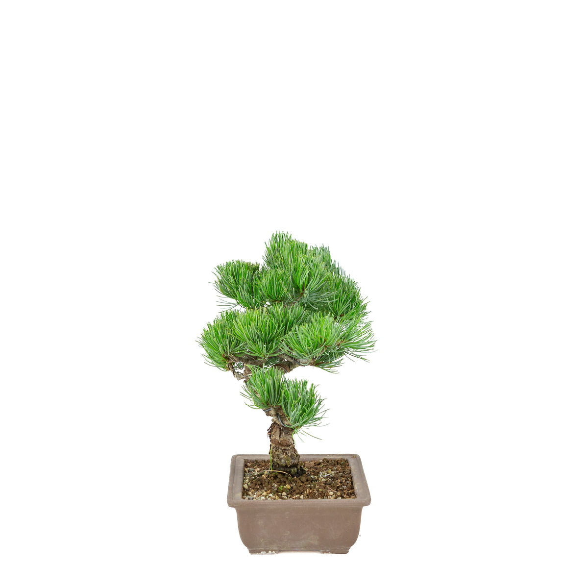 Pinus parviflora (witte den) ongeglazuurde rechthoekige pot, hoogte ~29 cm