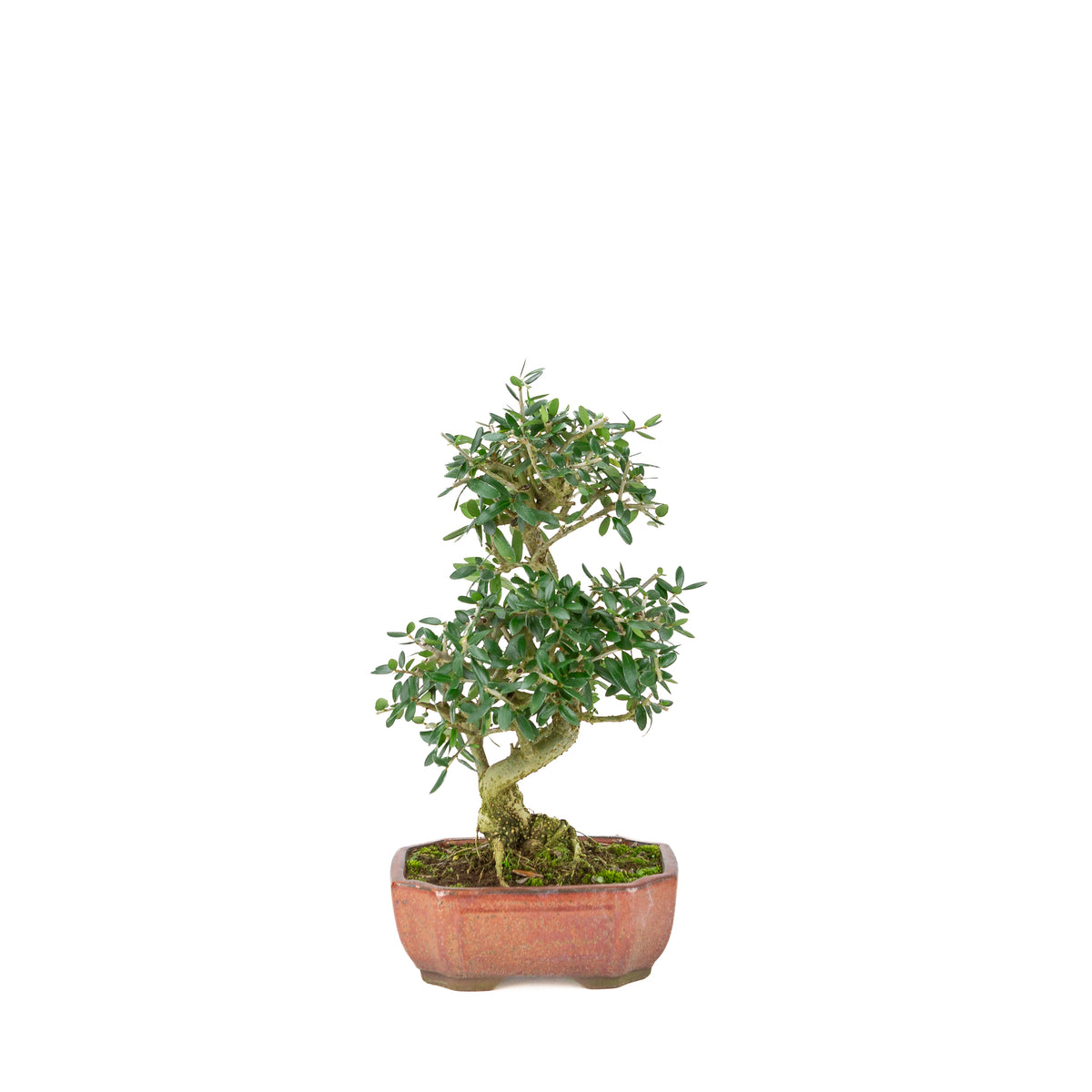 Olea europaea sylvestris pot ovale rouge 15 cm, hauteur ~32 cm