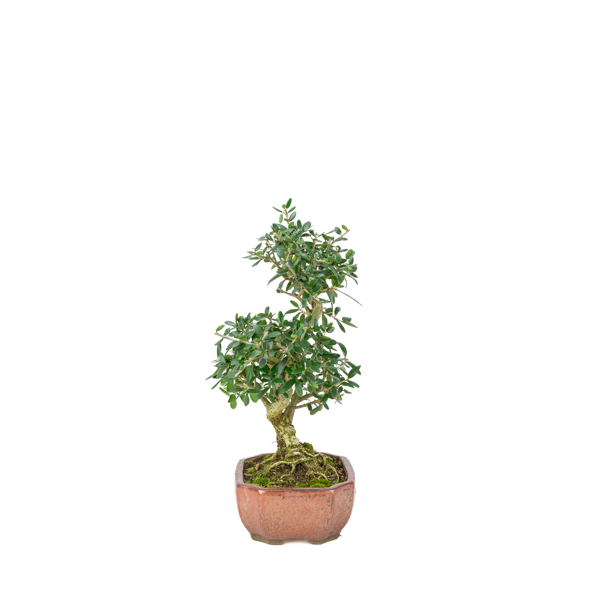 Olea europaea sylvestris pot ovale rouge 15 cm, hauteur ~32 cm